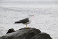 Seagull sitting on the stone of the sea of Ã¢â¬â¹Ã¢â¬â¹Japan on a cloudy spring day. Far East, Russia Royalty Free Stock Photo